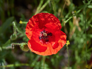 View from above of a red poppy flower, in a green field of Segovia, Castilla y Leon, Spain