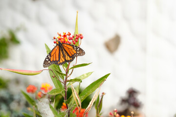 Mariposa Monarca posada en flor.