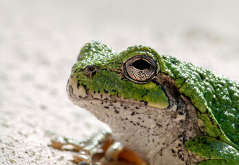 Tree Frog