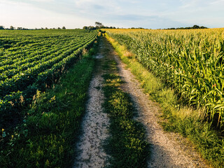 Obraz premium Dividing road between the fields