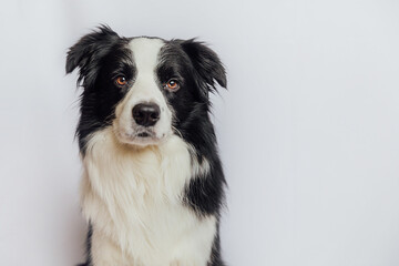 Cute puppy dog border collie with funny face isolated on white background with copy space. Pet dog looking at camera, front view portrait, one animal. Pet care and animals concept