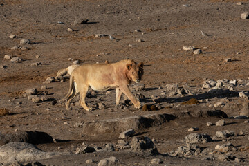 White Rhino standing in long grass