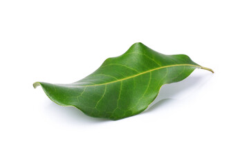 Fresh macadamia nut leaf isolated on white background with clipping path.