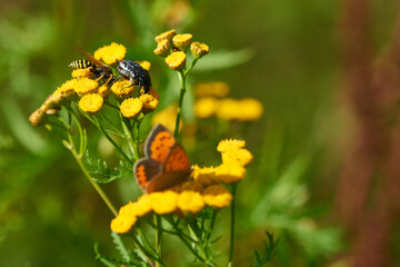 Kleiner Feuerfalter , Wespe und Rosenkäfer auf Reinfarn	