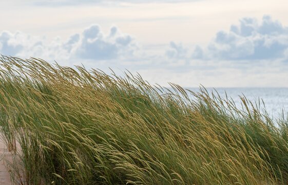 Grass Along The Beach Swaying In Wind
