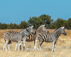 Fototapeta na wymiar Three zebra in profile looking to the right
