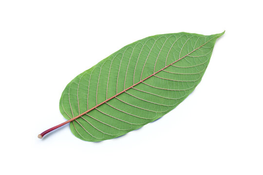 Red vein kratom leaf (Mitragyna speciosa, Korth) isolated on white background with clipping path.
