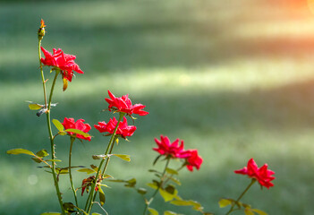 Beautiful red roses in a garden at dawn - 527271217
