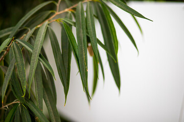 bamboo leaves in the garden