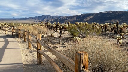 Joshua Tree Park, Californie