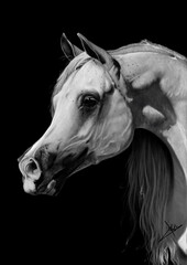 white horse portrait