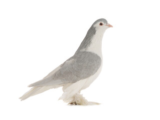  lahore pigeon isolated on white background