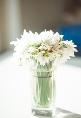 White snowdrops on the windowsill, spring, primrose