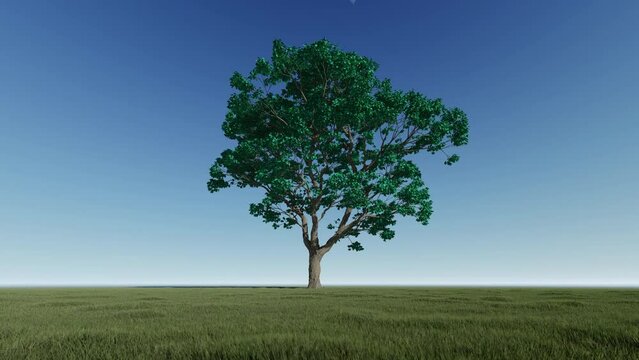 Tree of life changing leaves color, against blue sky, 4K