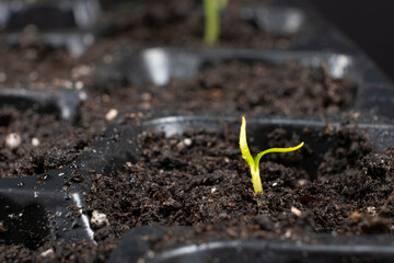 Growing peppers from seeds. Step 4 - First Sprout