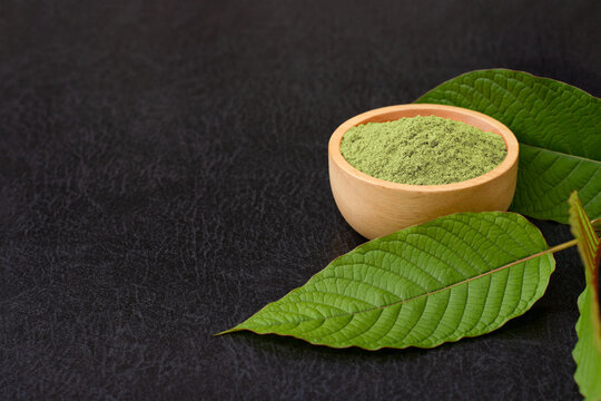 Fresh green Kratom leaf (Mitragyna speciosa) with kratom powder in wooden bowl isolated on dark background.