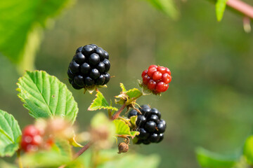 Delicious blackberries on a green branch in the forrest. High quality photo. Selective focus.