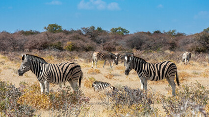 Fototapeta na wymiar Zebra in grass in soft light