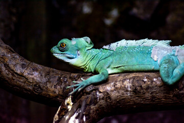 Iguana on a tree. Beautiful lizard in nature. Reptile is resting