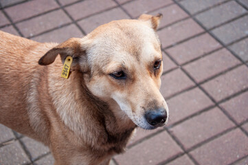 Street dog. Portrait of a dog with a chip in his ear.