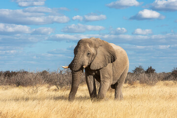 Solitary elephant bull walking in the soft afternoon light