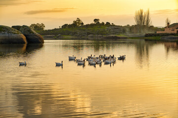 Banda de aves acuáticas nadan en el lago al atardecer