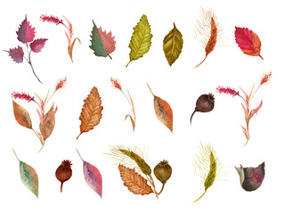 Watercolor set with colorful  autumn leaves and berries. With transparent layer.