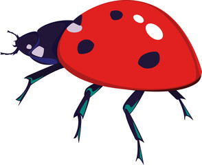 Obraz premium Ladybug