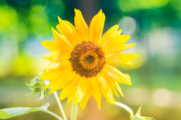 Young sunflower in the field on a sunny day. A young ripening sunflower from a close distance
