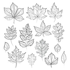 Fototapeta premium Collection of autumn different leaves Abstract line drawing design element.Vector set of leaves doodle drawing. elements for seasonal backgrounds,templates,wallpaper, cards, banners.Modern design.