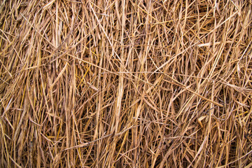 Brown hay, dry hay texture background
