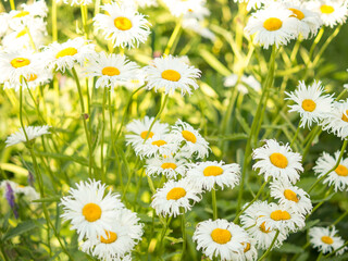 Delicate white daisies or Bellis perennis flowers in direct sunlight. beautiful outdoor flower background,