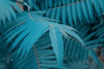 Real Leafs Background, Nature Foliage Texture, Teal Blue Color 