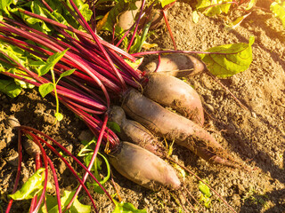 Freshly harvested unwashed organic beets lying on the ground. Unwashed beets.