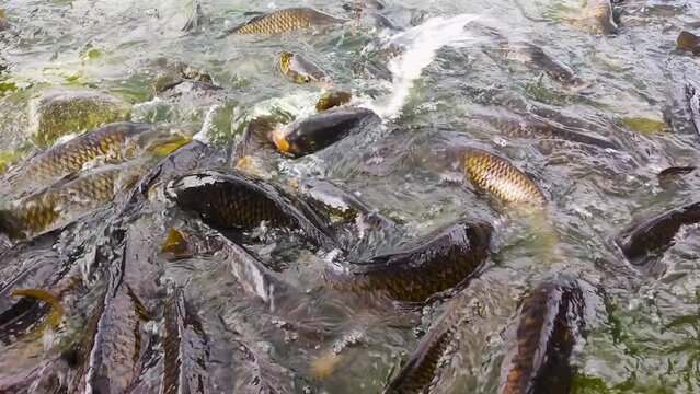 Many of huge carps on the coast.