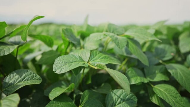 Agriculture. plantation a soybean field green bean plants close-up. business farming concept. soybean cultivation, vegetables, plant care. movement for a green soybean field. bio lifestyle farm
