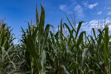 Corn field in the sunshine with a blue sky above, lower framing