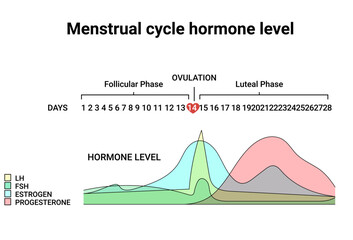 Menstrual cycle hormone level. Average menstrual cycle. Follicular phase, Ovulation, luteal phase - obrazy, fototapety, plakaty