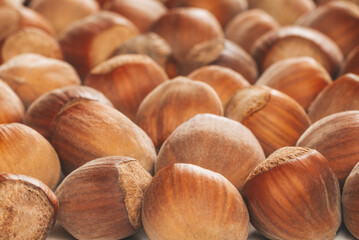 Closeup of some unopened hazelnuts