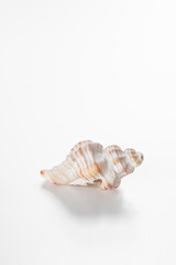 Conch shell against white background