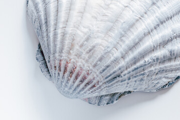 Closeup of a scallop shell against white background