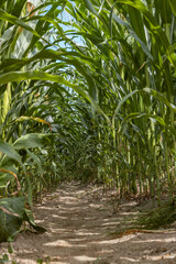 Corn field in the sunshine with a blue sky above, lower framing