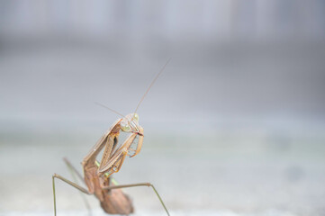  A praying mantis that lives in Japan making a funny pose for the camera