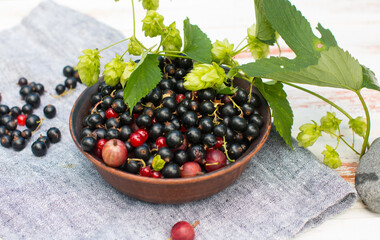 Black and red currants in a plate in nature. Harvesting in the village