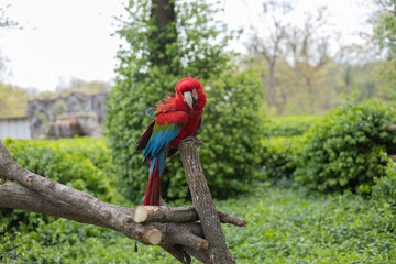 Red and blue parrot resting on a stick near its home at grants farm in st louis mo