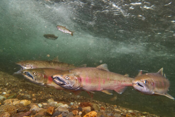 Fototapeta premium Underwater photography of cherry salmon at Yoro Falls, Nakashibetsu Town, Hokkaido