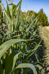 Obraz premium Corn field in the sunshine with a blue sky above, lower framing