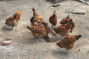 Free range hens farming,traditional  polish ecological village, Podkarpackie County, Poland