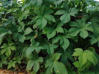Humulopsis scandens in the park