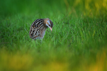 The corn crake or corncrake or landrail is a bird in the rail family